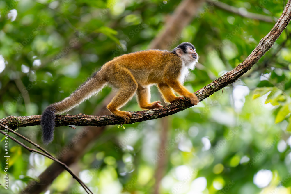 Mono Titi adulto en Corcovado, Costa Rica, andando sobre una rama y mirando arriba. Bosque tropical. Mono Titi adulto en Corcovado, Costa Rica, andando sobre una rama y mirando arriba. Bosque tropical.