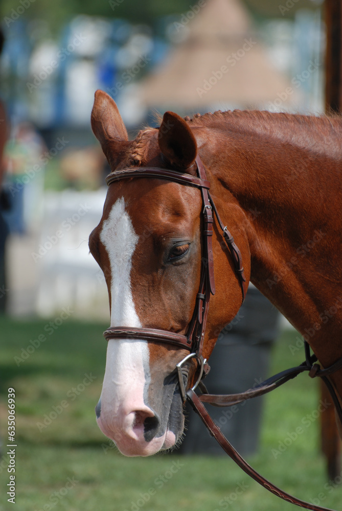 Chestnut Horse with White Markings Tacked for Show Chestnut Horse with White Markings Tacked for Show
