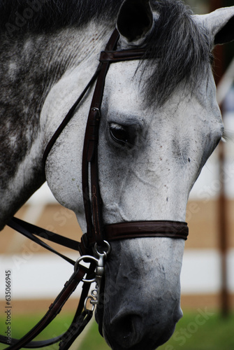Close Up with a Grey Appaloosa Horse © dejavudesigns
