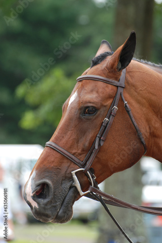 Tacked Chestnut Horse with a Bridle On