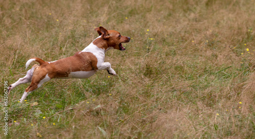 handsome jack russell terrier jumping with free space for text