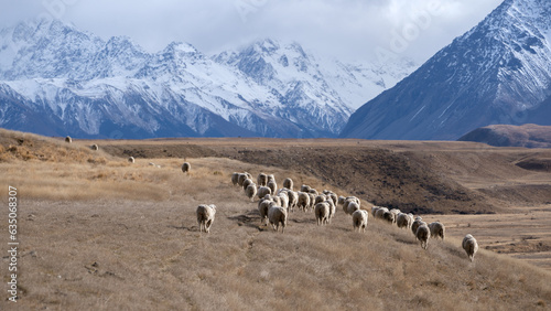 herd of sheep in mountains of New Zealand
