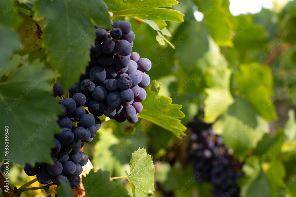gros plan sur une belle grappe de raisin dans les vignes, au soleil