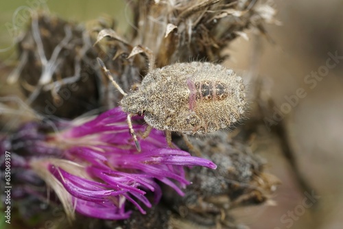 Closeup on an instar, nymph of the Hairy Shieldbug, Dolycoris baccraum on a purple thistle photo