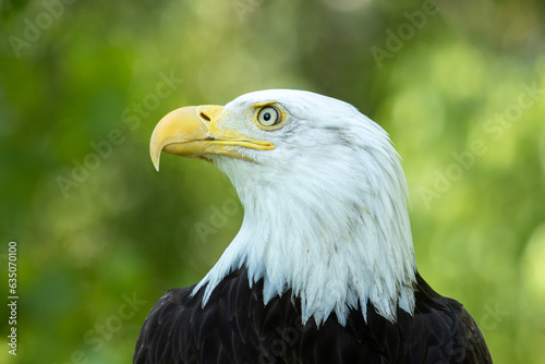 American bald eagle portrait head shot close up
