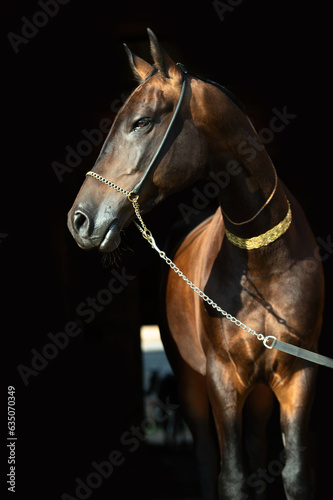art portrait of beautiful bay Akhalteke stallion against black background near enter door. © anakondasp
