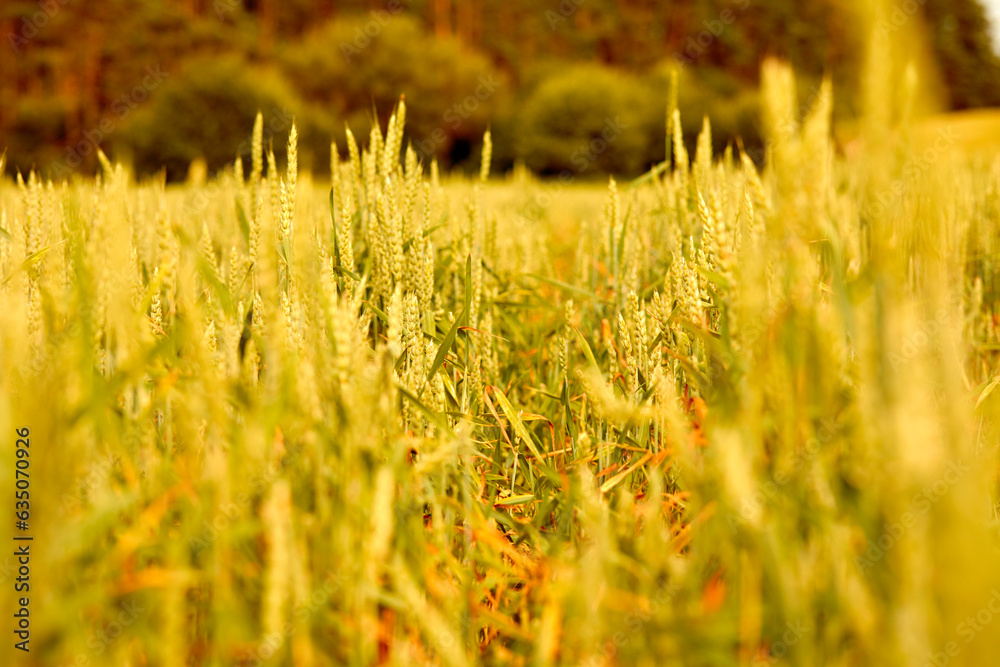 Golden wheat field in Belarus