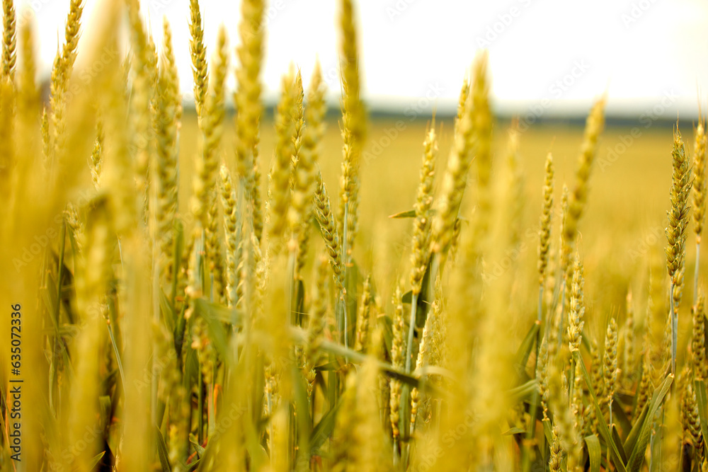 Fototapeta premium Golden wheat field in Belarus