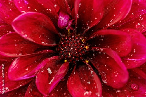 red flower with water drops
