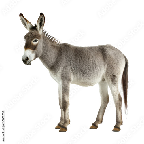 donkey looking isolated on white