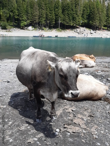 Cow near by the Oeschinesee