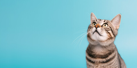 Cute banner with a cat looking up on solid blue background