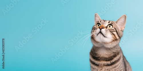 Tableau sur toile Cute banner with a cat looking up on solid blue background