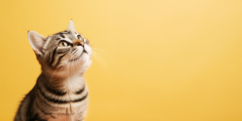 Cute banner with a cat looking up on solid yellow background.