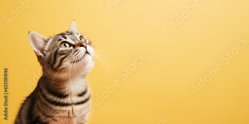 Cute banner with a cat looking up on solid yellow background. photo