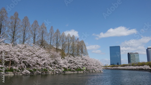 大阪城の桜