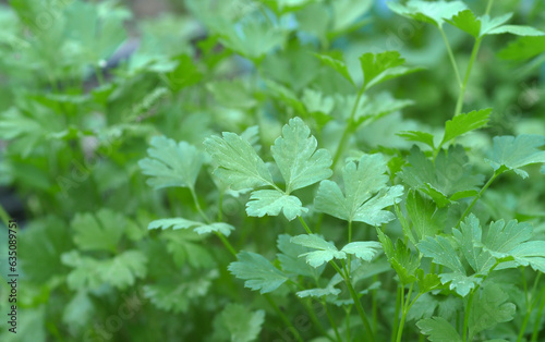 Obraz na płótnie parsley plant close up,natural organic parsley plant, w salonie