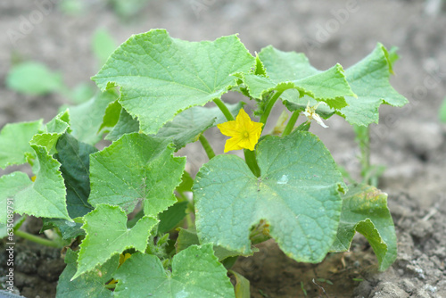 cucumber plant and its yellow flower, cucumber flower, blooming cucumber plant,