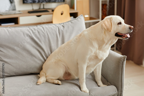 Full length portrait of big labrador dog sitting on sofa in living room and looking to side, copy space