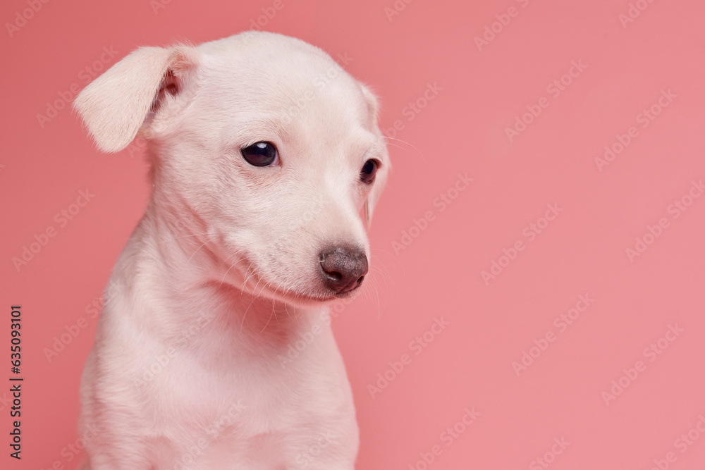 Portrait of cute Italian Greyhound puppy isolated on pink studio background. Small beagle dog white beige color.