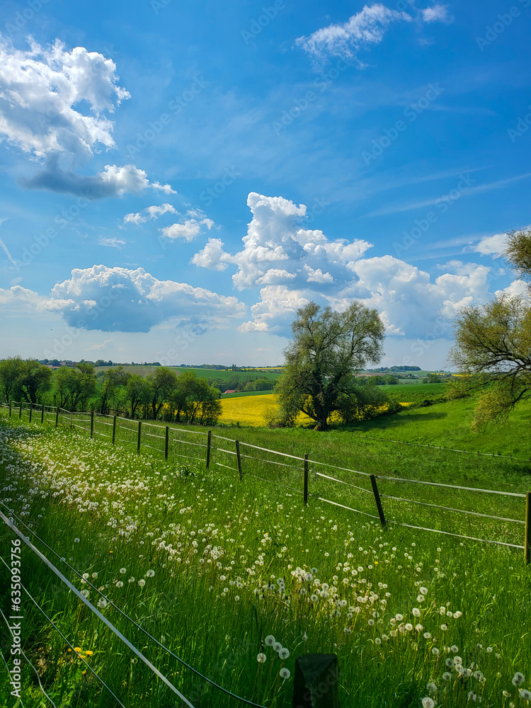 Fototapeta premium Feld mit Rapsfeld in Ratingen