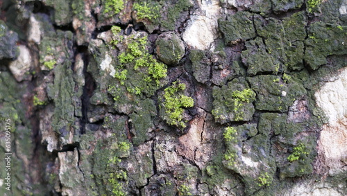 Moss, moss in the forest, moss growing on trees in the rainforest It indicates that it is a fertile forest and is a habitat and food source for other living things in the forest.