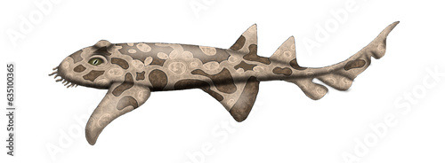 Wobbegong Shark  Shark  Fish  Ocean  Bottom Feeder 