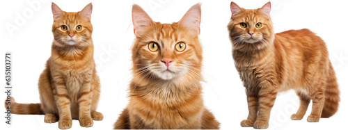 Collection of three cats with red fur, animal bundle isolated on white background as transparent PNG