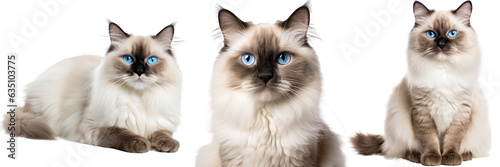 Collection of three ragdoll cats, animal bundle isolated on white background as transparent PNG photo