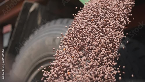 This stock video shows a crop of lentils being unloaded from a truck. This video will decorate your projects related to the lentil harvest, grain crops, agronomy, agricultural crops.