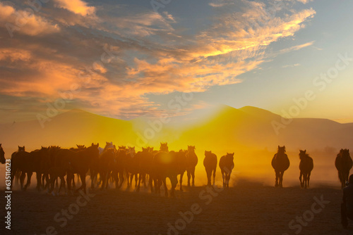 Yilki horses are walking and running on the river. Yilki horses in Kayseri Turkey are wild horses with no owners © Samet