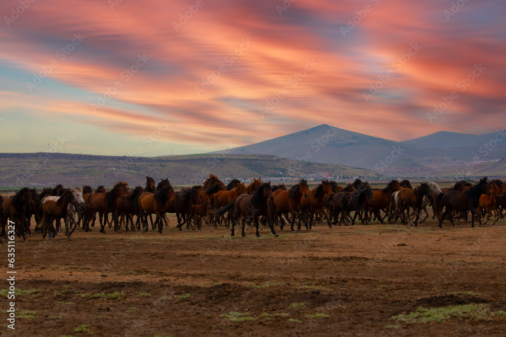 Yilki horses are walking and running on the river. Yilki horses in Kayseri Turkey are wild horses with no owners Yilki horses are walking and running on the river. Yilki horses in Kayseri Turkey are wild horses with no owners