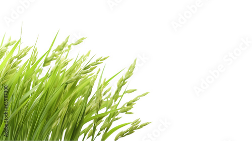 rice plant on transparent background for advertising.