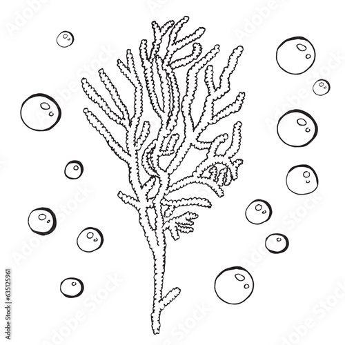 Hand drawn algae black set on white background. Vector illustration isolated sketch. Line art.