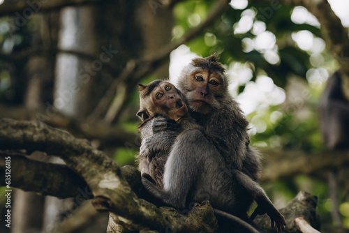 Close up shot of two funny hugging monkeys. Macaques in ubud sacred monkey forest