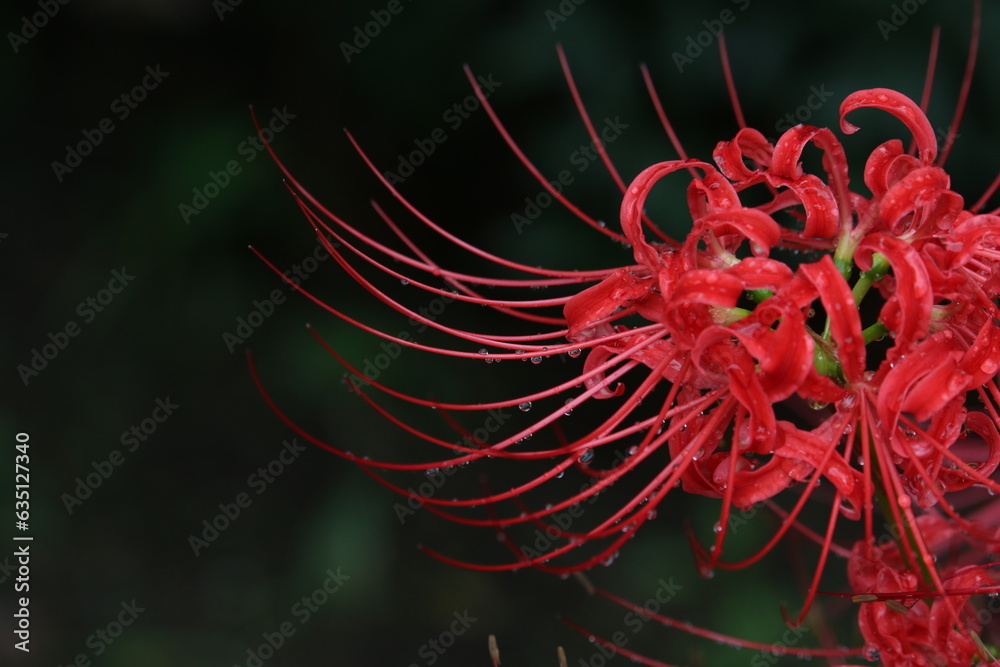 red and yellow flower