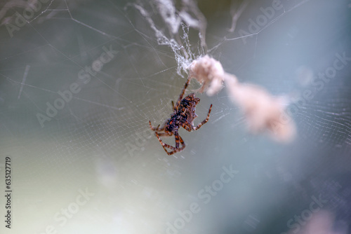 spider on web, greece, grekland, mediterranean, EU,summer, Mats, alonisoss