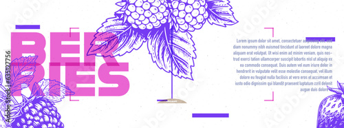 Pink and purple poster or banner design with strawberry in etching style with space for text. Vector illustration.