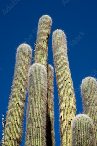 cactus in the desert photo