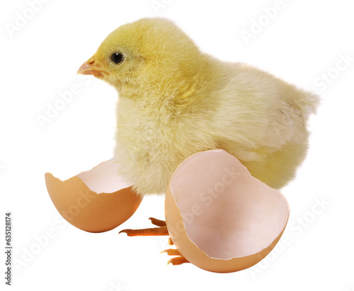 Newborn brown babies chicken standing on egg shells isolated