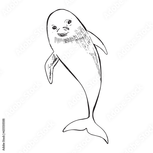 A bottlenose dolphin front view. Hand drawn sketch vector illustration.
