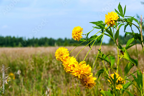 Yellow flowers are blooming in the field