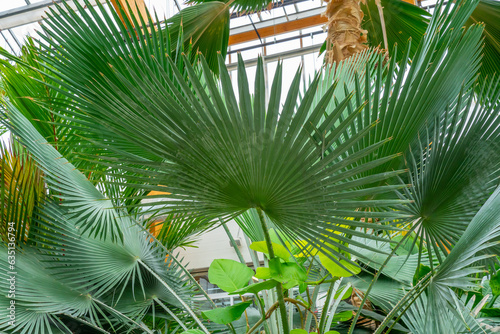 Botanical display of Green Tropical Biophilia, Fan Leaved Palm Treein Gage Park Tropical Greenhouse contains palms, ferns, orchids and tropical species. Popular destination for nature lovers.