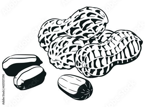 Silhouette Raw Peanuts Seed with Nutshell