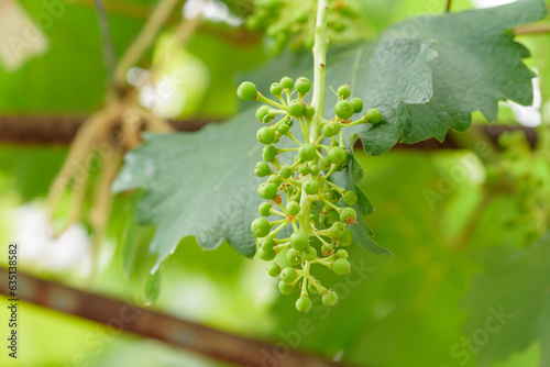 Young fruits of the grape, on the tree
