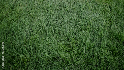 Long Green Grass in Summer 