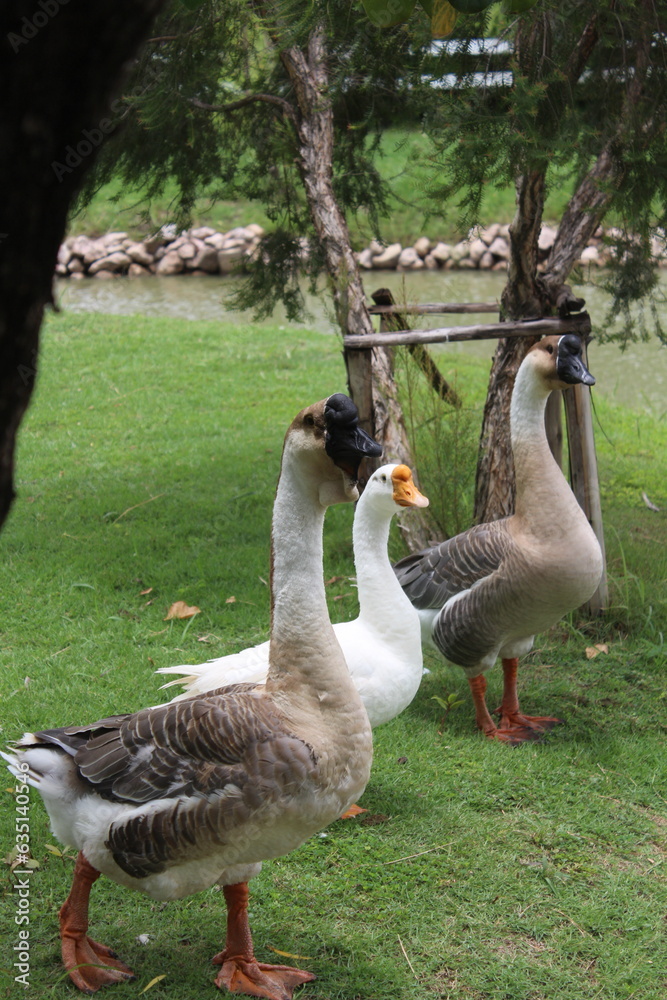 geese geese