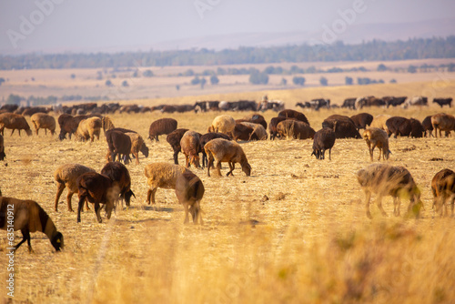 Canvas Print Sheep graze on a green meadow