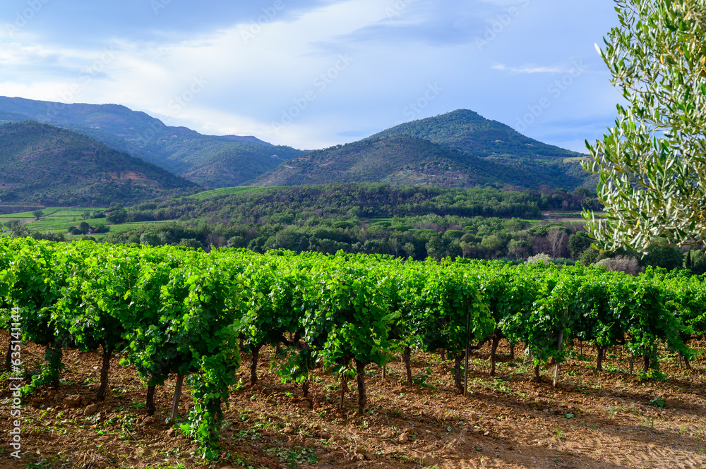 View on green grand cru vineyards Cotes de Provence, production of rose wine near Grimaud village, Var, France View on green grand cru vineyards Cotes de Provence, production of rose wine near Grimaud village, Var, France
