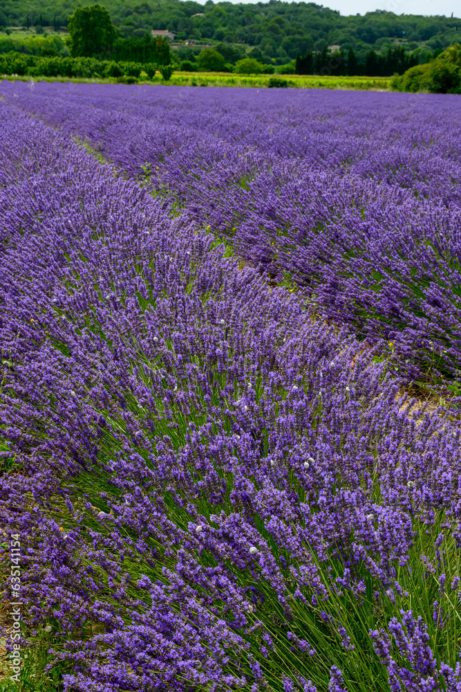 Fototapeta premium View on rows of blossoming purple lavender, green fiels and Lacoste village in Luberon, Provence, France in July